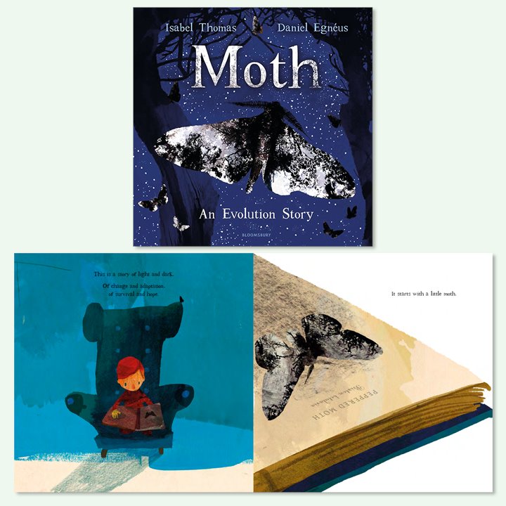 Moth picture book