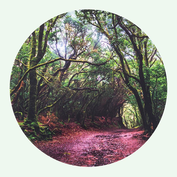 Forest Discovery Play Mat Early Years Direct - Main Image