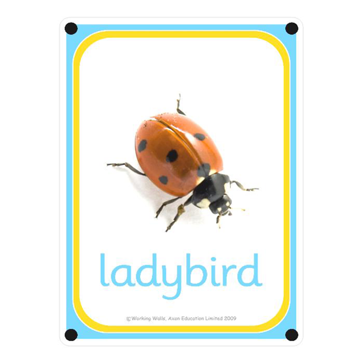 Creepy Crawlies Early Years Direct creepy-crawlies-early-years-direct