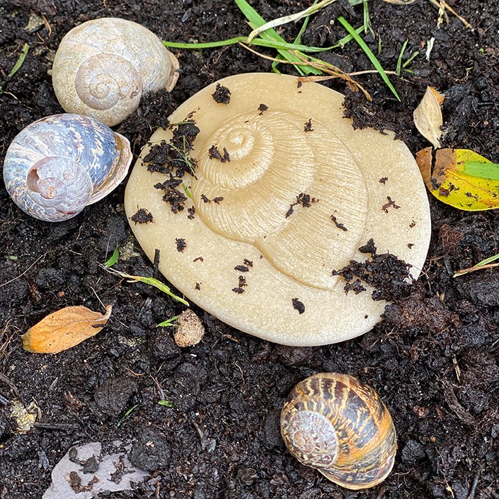 Match the stone to a real snail