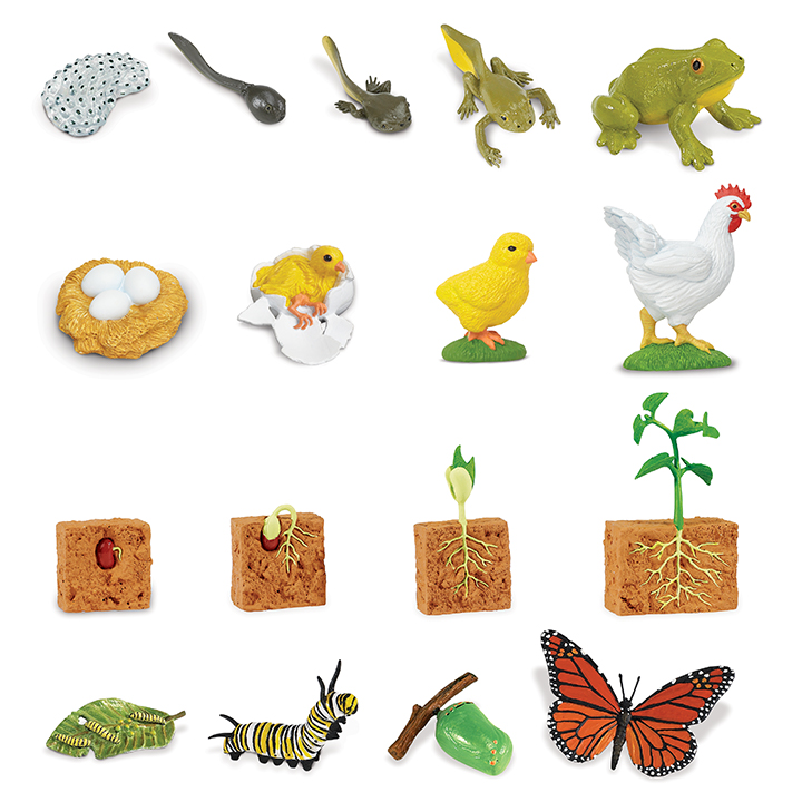 Set of 4 life cycles