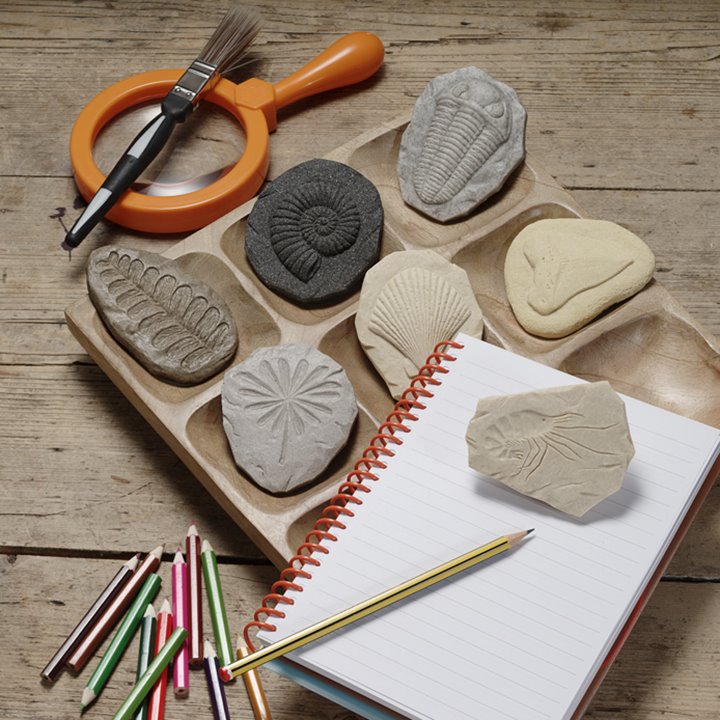 Set of stone fossils and notebook