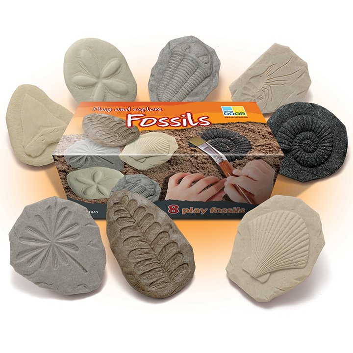Box of special stone fossils