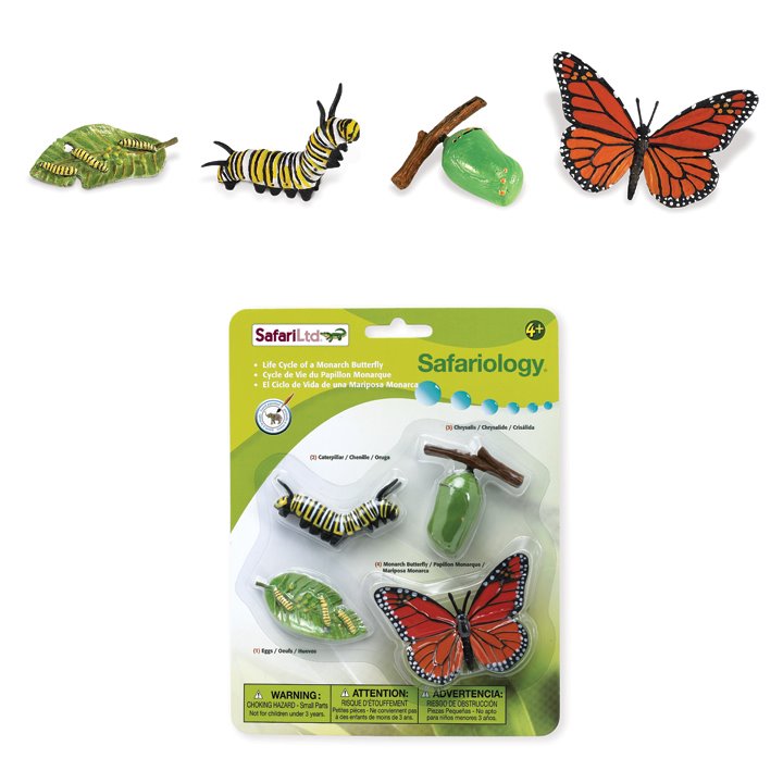 Butterfly life cycle transformations