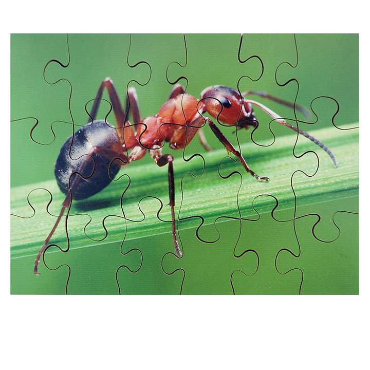 Ant Puzzle