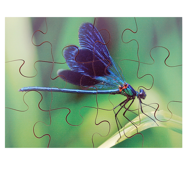 Damsel Fly Puzzle