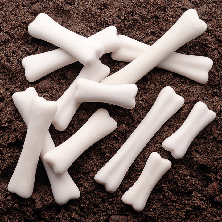 Different shaped and sized dinosaur bones