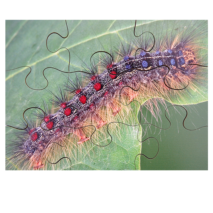 Caterpillar Puzzle