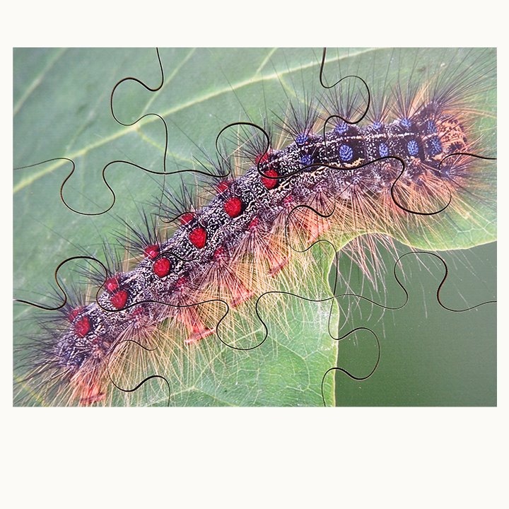 Caterpillar Puzzle
