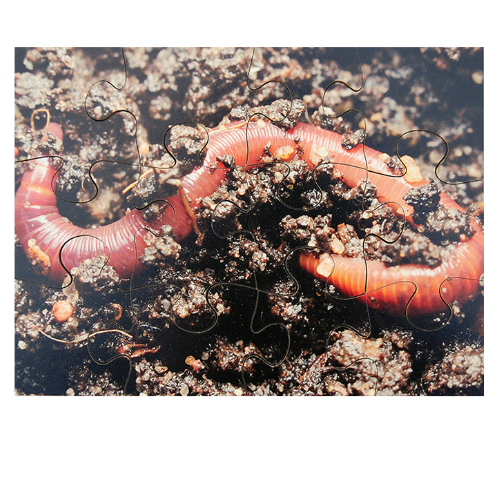 Worm Puzzle