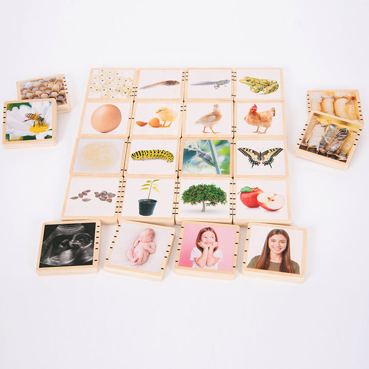 Wooden tiles showing life stages