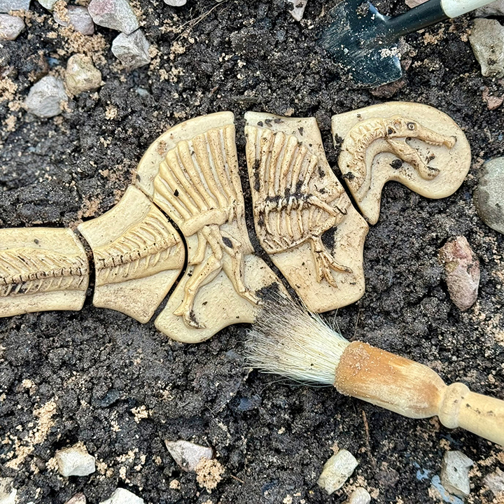 Dinosaur puzzle in soil