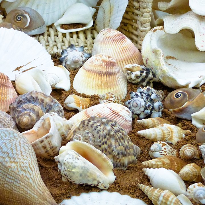 Close up image of shells