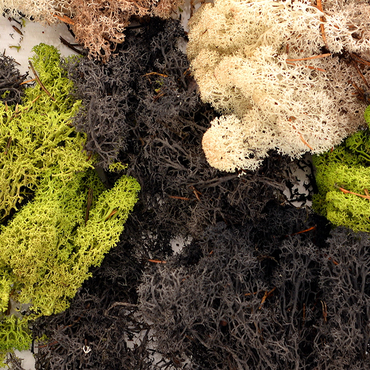 Close up of mixed moss clumps