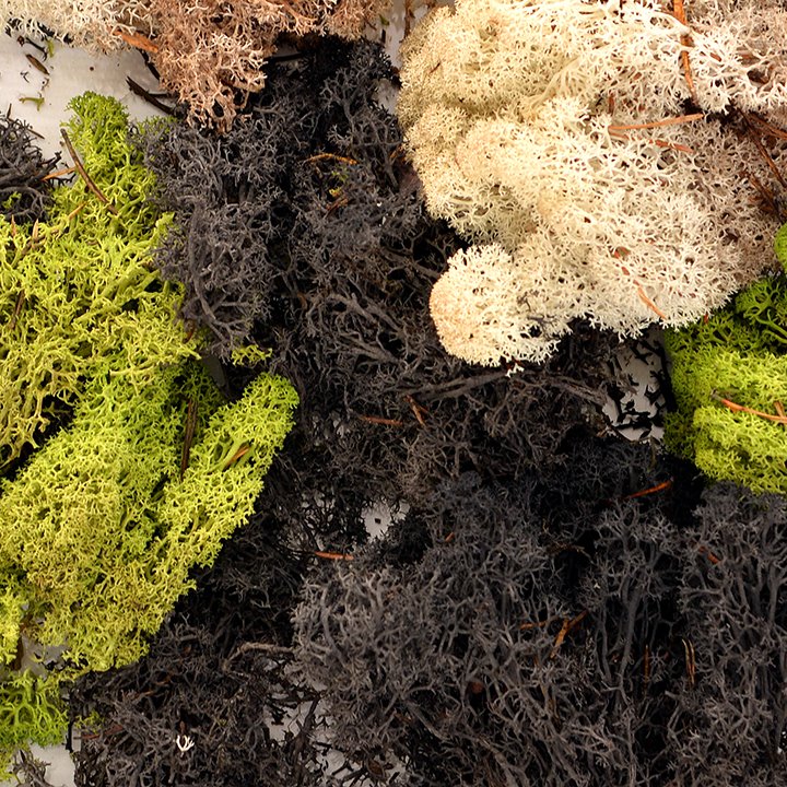 Close up of mixed moss clumps