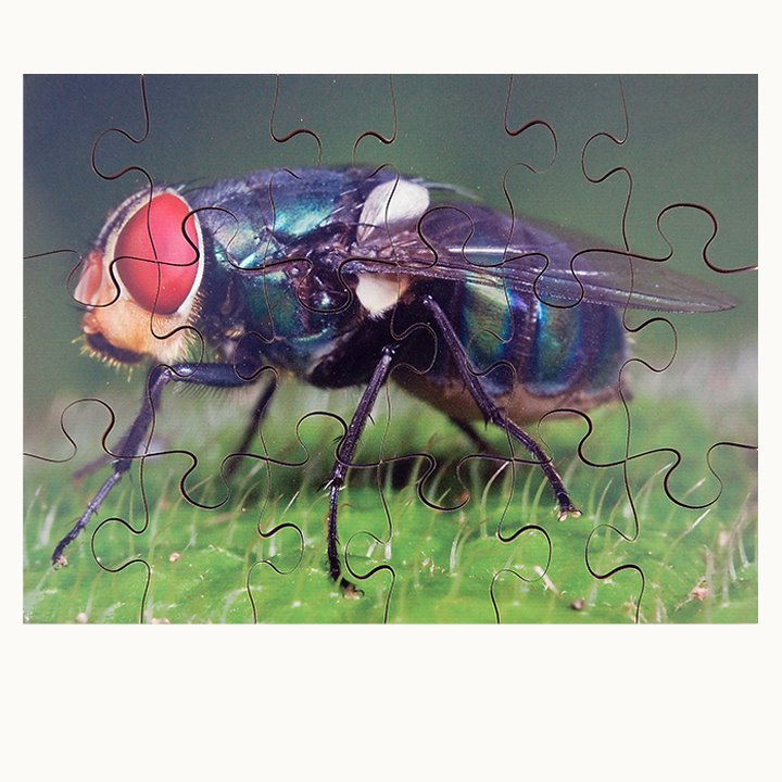 Fly puzzle