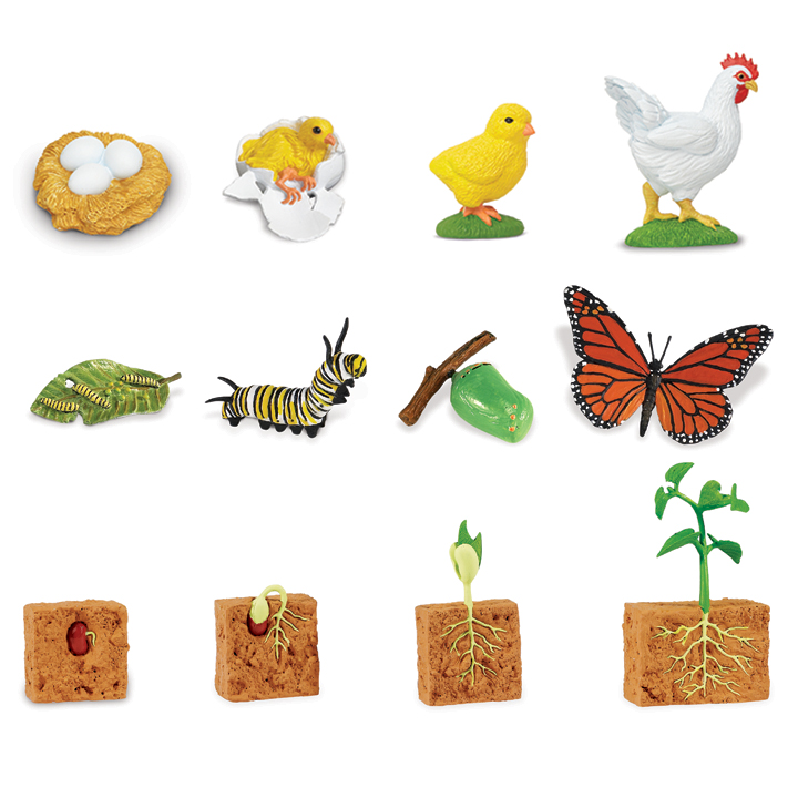 Figurines of Chicken, Bean, Butterfly life cycles