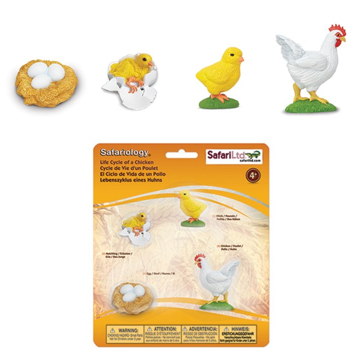 Chicken life cycle transformations