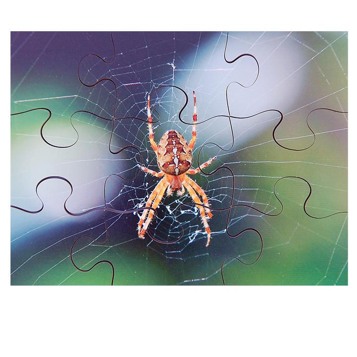 Spider Puzzle
